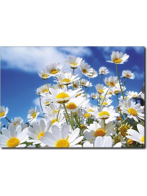 La Vita E Bella Papatya Çiçekleri ve İlkbahar Kanvas Tablo MN-1054