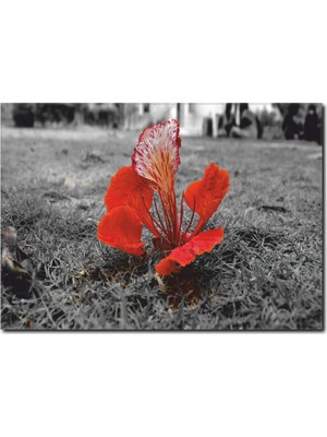 La Vita E Bella Kırmızı Çiçek Detaylı Siyah Beyaz Tablo SB-1001