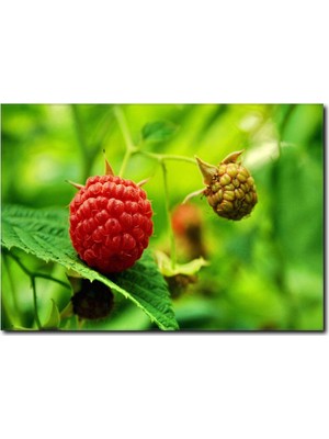 La Vita E Bella Ağaçta Ahududu Detaylı Kanvas Tablo SM-1022