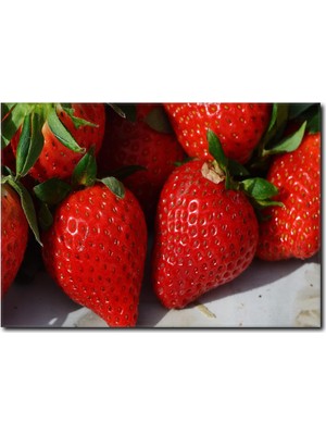 La Vita E Bella Yeşil Zemin Üzerinde Çilek Kanvas Tablo SM-1054