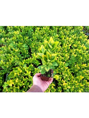Tunç Botanik GOLD TAFLAN 45 ADET - SARI ÇİT BİTKİSİ