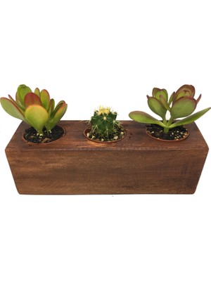 Levant Kaktüs Sukulent Aranjmanı Ahşap 3 Adet Bitkili-08