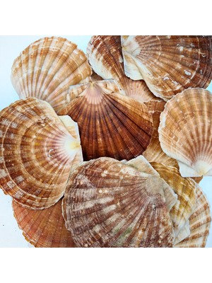 Gerçek Deniz Kabuğu 1000 gr Paket Pecten Maxımus