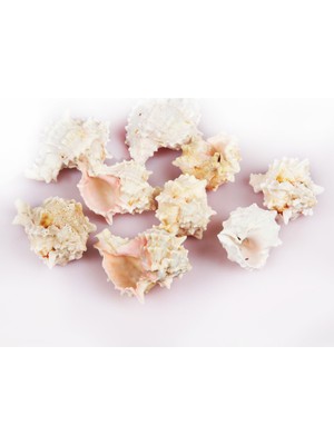 Gerçek Deniz Kabuğu 1000 gr Paket Pınk Murex