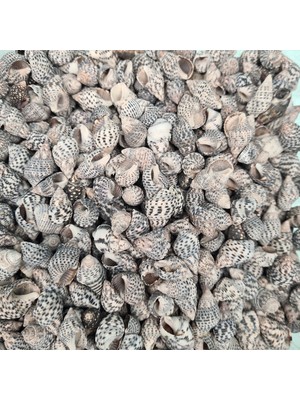 Gerçek Deniz Kabuğu 1000 gr Paket Nassa Derder