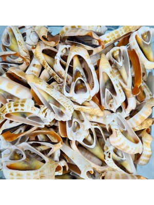 Gerçek Deniz Kabuğu 1000 gr Paket Kesik Luahnus