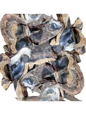 Gerçek Deniz Kabuğu 1000 gr Paket Hammer Shell