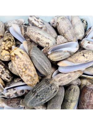 Gerçek Deniz Kabuğu 1000 gr Paket Golden Olıve