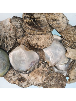 Gerçek Deniz Kabuğu 1000 gr Paket Blacklıp Polıshed