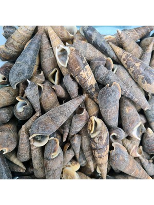 evinizdeki okyanus esintisi turkuaz hediyelik Gerçek Deniz Kabuğu 1000 gr Paket Black Terebra