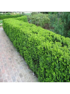 Tacirdepoticaret Tüplü Şimşir (Buxus Sempervirens) Fidanı