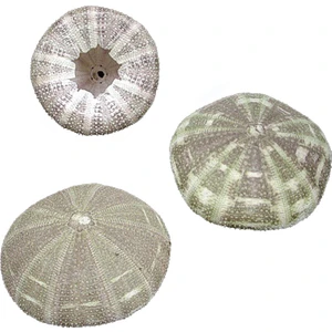 evinizdeki okyanus esintisi turkuaz hediyelik Deniz Kestanesi - Alfonzo