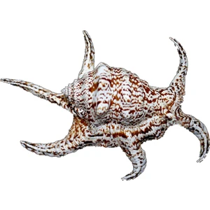 evinizdeki okyanus esintisi turkuaz hediyelik Lambıs Chıragra 6"-7"