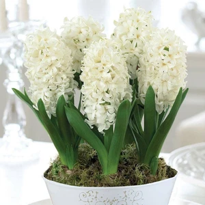 Mutlupaket Hyacinthus White King Sümbül Soğanı 3 Adet
