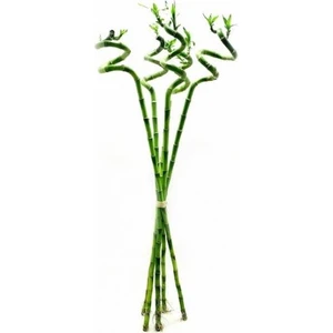 Bitki Karavanı Şans Bambusu - Lucky Bamboo 60cm (X5)