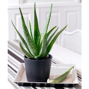 Bitki Karavanı Aloe Vera Bitkisi 30-40cm