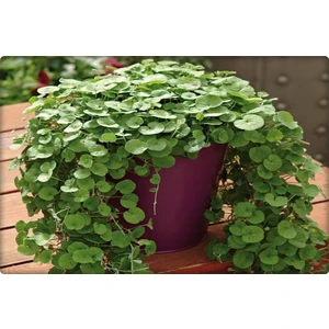Fare Kulağı Tohumu-Dichondra Repens-Gölge Alanlar