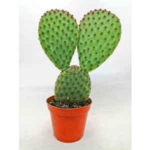 Tavşan Kulağı Kaktüs