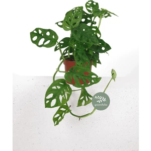 Monstera Monkey Mask