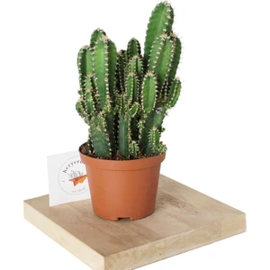 Heryer Bitki Radyasyon Savar Kaktüs - Cereus Kaktüs - Ev Bitkisi - Ofis Bitkisi