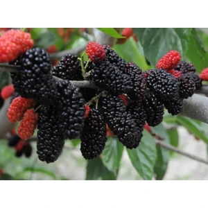 Avusturalya Dut Fidanı