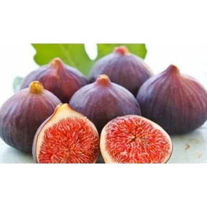 2 Yaşında Tüplü Bursa Kara Incir Fidanı