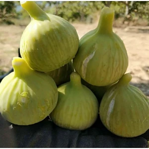 Bardak (Bardacık) Incir Fidanı
