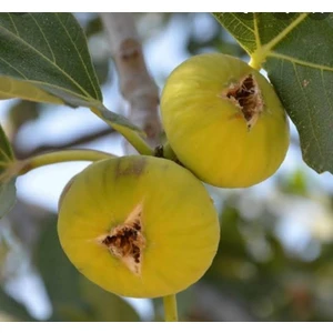 Aydın Lop İncir Fidanı