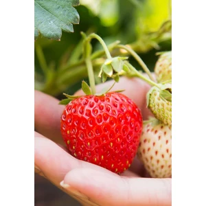 Ucuzluk Diyarı 10 Adet Albion Çilek Fidanı Açık Kök ve Taze Söküm