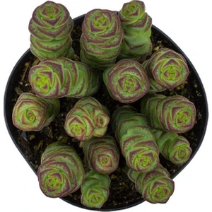 Crassula Baby’S Necklace Sukulent
