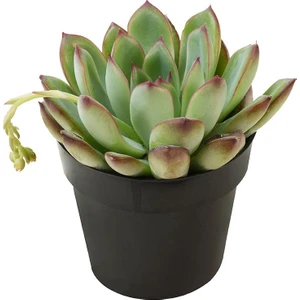 Echeveria Pulidonis