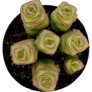 Crassula Jade Necklace Sukulent