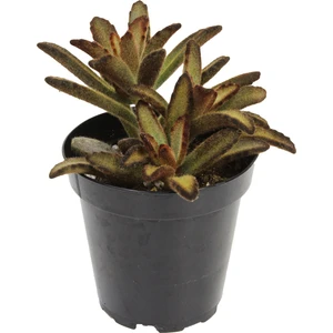Kalanchoe Tomentosa Cinnamon Sukulent