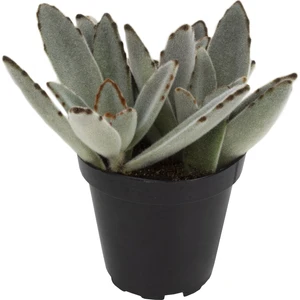 Kalanchoe Tomentosa Panda Plant Sukulent