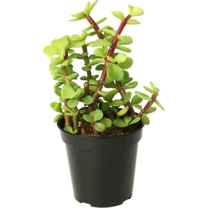 Portulacaria Afra Elephant Bush Sukulent