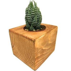 Ahşap Eskitme Saksılı Haworthia Nadir Tür