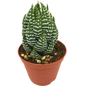 Haworthia Discata Nadir Tür