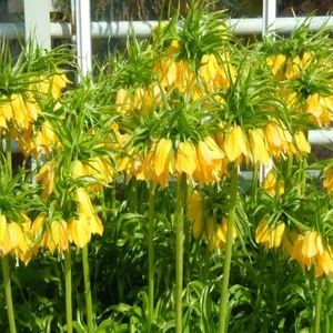 Sarı Rekli Ters Lale Soğanı - 5'li