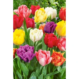 Karışık Lale Soğanı 10'lu