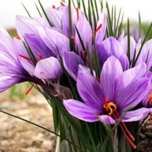 Safran Soğanı 10'lu