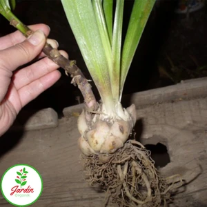 Oxe Garden Lilyum Zambak Soğanı Al 3 Adet Doğal Lılıum Karışık Renklerde Ev Bahçe İçin İdeal