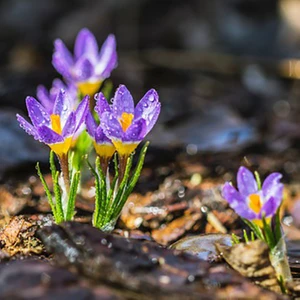 Oxe Garden Safran Çiçeği Soğanı 5'li Doğal Mis Kokulu Ev Bahçe İçin İdeal