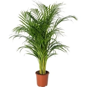 Bahçe Çiçek Süs Bitkileri Areka Palmiyesi 110-120CM