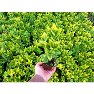 Tunç Botanik Gold Taflan 45 Adet - Sarı Çit Bitkisi