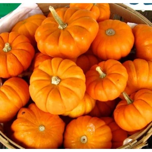 Murat Tohumculuk Murat Tohum Eko Paket Büyük Boy Iri Bal Kabağı Tohumu 20 Adet Tohum