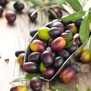Mutlu Fidancım Gemlik Zeytin Fidanı Tüplü