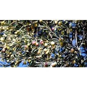 Mutlu Fidancım Zeytin Fidanı ( Ayvalık ) Tüplü 1,5 Yaşında 70 cm 12 Ay Dikim