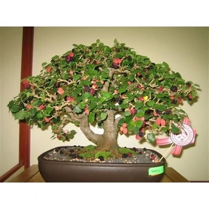 Murat Tohumculuk Murat Tohum Bodur Bonsai Karadut Ağacı Tohumu Ekim Seti 5 Tohum+ Saksı + Toprak