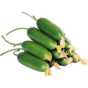 Murat Tohumculuk Murat Tohum Eko Paket Yerli Erkenci Badem Salatalık Tohumu 130 Adet Tohum