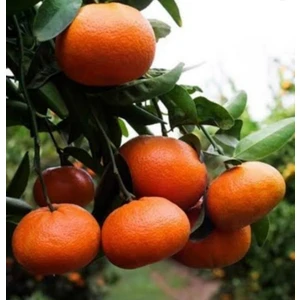 Mandalina Fidanı